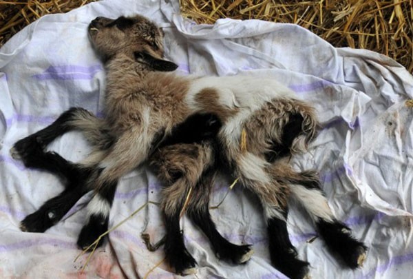 Veterinerin yaptığı incelemelerde doğum yapan keçisinin aslında ikiz doğurması gerektiğini fakat karnında gelişen deformasyon sonrası 8 bacaklı bir keçi ortaya çıktığı belirtildi.