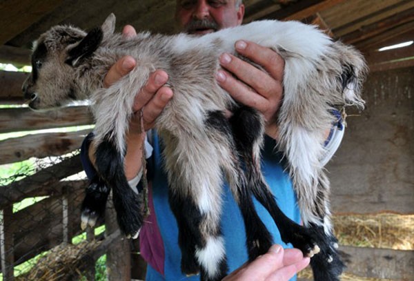 Ayrıca veterinerin yaptığı açıklamalaya göre ilk 1 haftayı atlatan 8 bacaklı keçinin ortalama olarak 2-3 yıl arası yaşayabileceği iddia edildi.
Şaşkın çifti Zoran Paparic 8 bacaklı keçisinin doğanın bir mucizesi olarak gördüğü belirtirken kendisine görünümünden dolayı ahtapotkeçi adını koyduğunu belirtti.