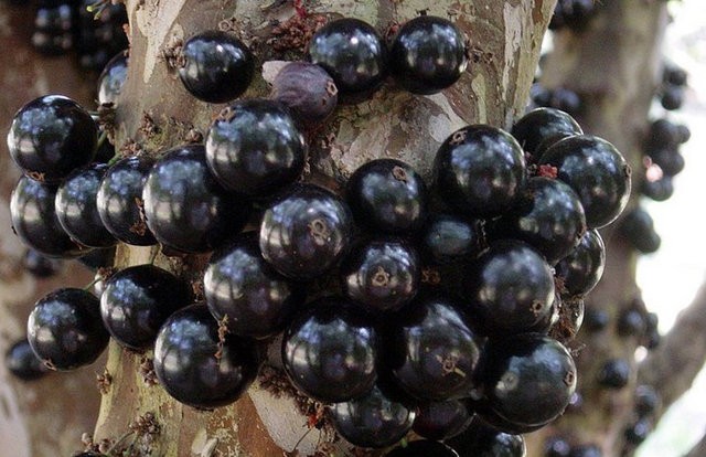 Jabuticaba
Brezilya'nın güneyinde yetişen bu tuhaf bitki inanılmaz bir antioksidan. Üzüme benzeyen meyvelerinden alkol yapımında yapılıyor. Ama en tuhaf özelliği meyvenin direk ağacın gövdesinde yetişmesi.